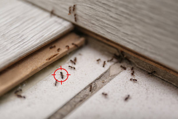 Flea Control Services in Keedysville, MD